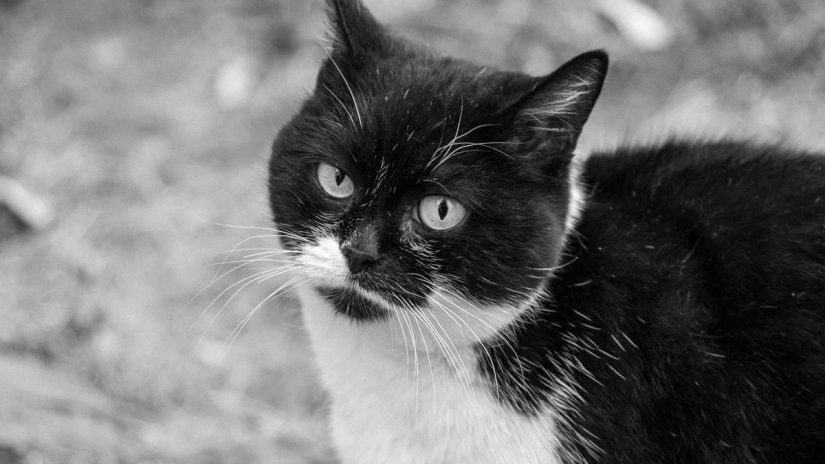 Close-up black and white image of a domestic cat outdoors.